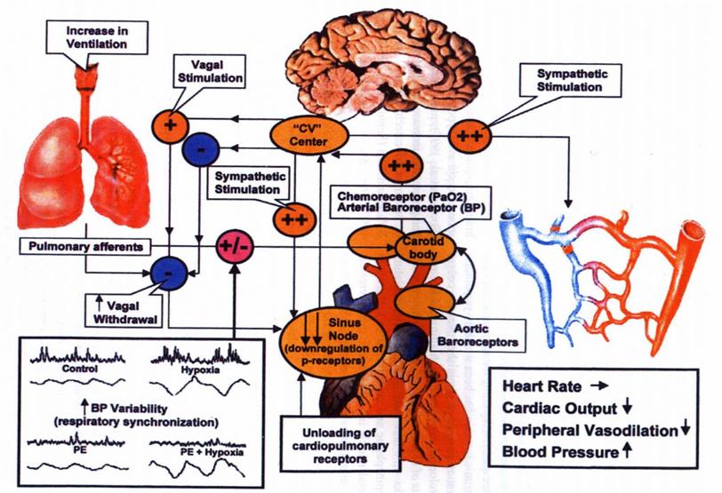 Exercise-induced arterial desaturation (EIAH) at sea level (Chapman et al. 1999). Modified from Rowell LB. Human Circulation Regulation during Physical Stress, 1986 5. Central nervous system 6.