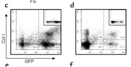GFP+ Col I+ Cells Derived from the Bone Marrow Populate Lungs During Experimental Pulmonary Fibrosis in Mice Representative flow cytometry tracings of cells isolated from lungs of bleomycin- and