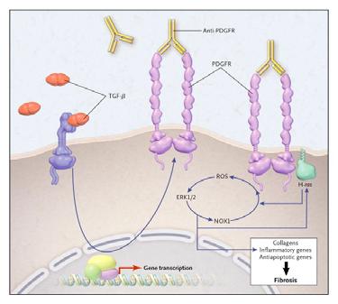 The Ras ERK1/2 ROS signaling pathway is triggered by PDGF or anti- PDGFR, which then activates NADPH oxidase (NOX1) to