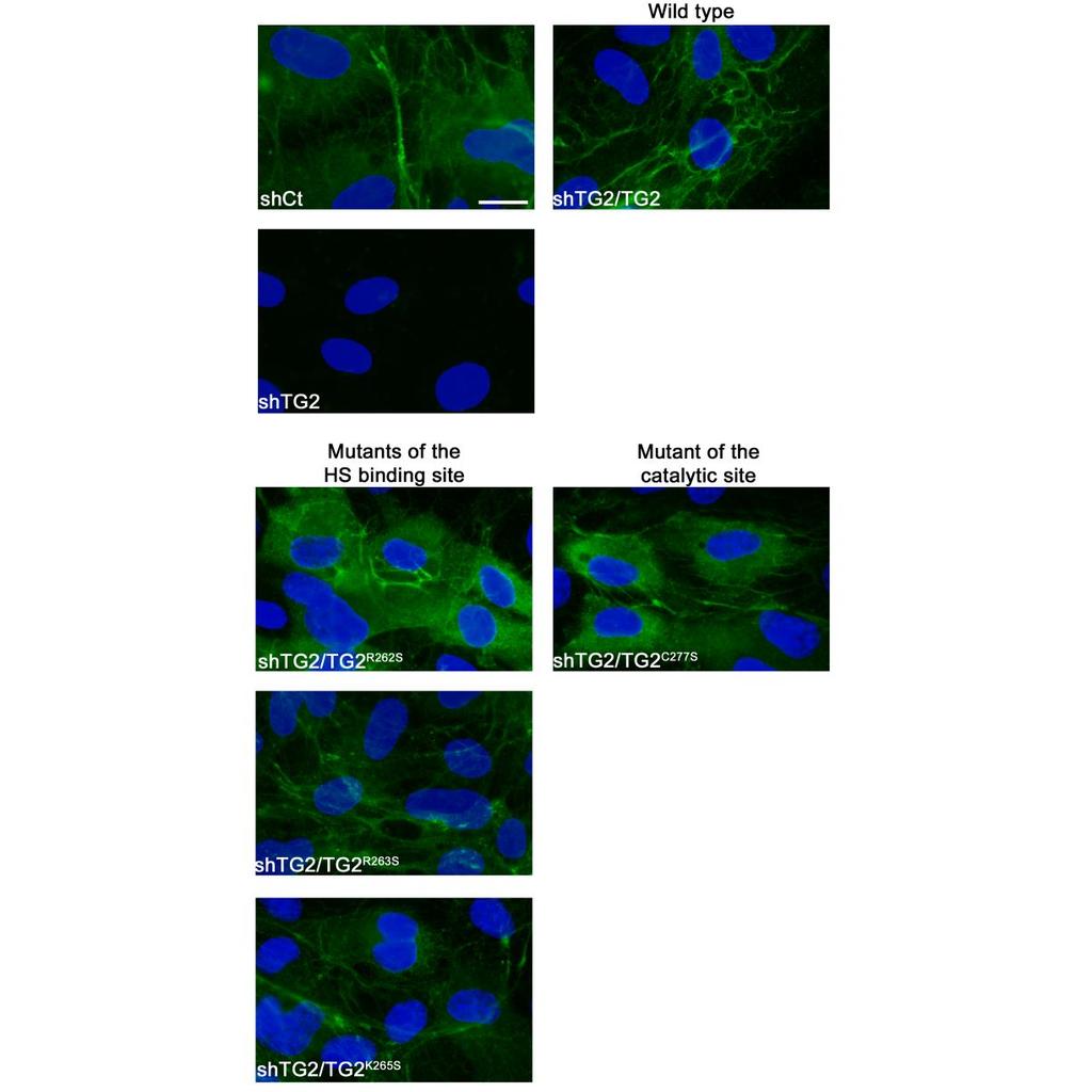 Fig. S7. Re-expression of wild-type and mutant TG2 in TG2-silenced endothelial cells. Control (shct) and TG2-silenced (shtg2) HUVECs were shown as controls.