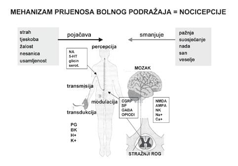 M. Persoli-Gudelj, M. Lončarić-Katušin. Kontrola boli Acta med Croatica. Vol. 62 (2008)(Supl.2) 97-103 Sl. 1.