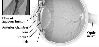 Normal Ocular Anatomy Glaucoma Dr Sunil Deokule, MD Asst.