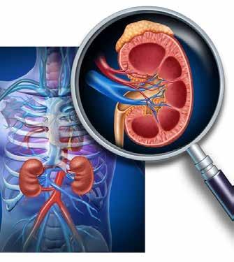 UNDERSTANDING YOUR HOME HEMODIALYSIS OPTIONS HOW DO THE KIDNEYS FUNCTION? Most people are born with two kidneys. The kidneys are beanshaped and about the size of a fist.