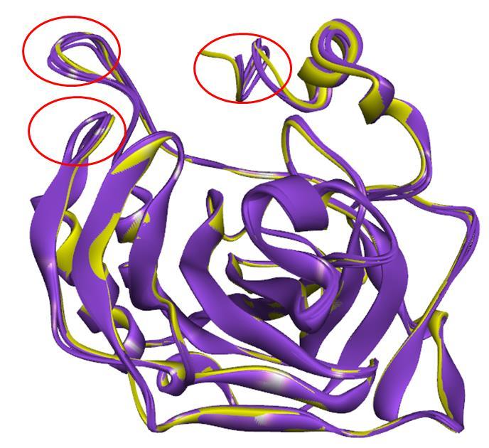 Supplementary Figure-2. Overlay of the crystal structures of the four mutants (purple) and the wild type (yellow).