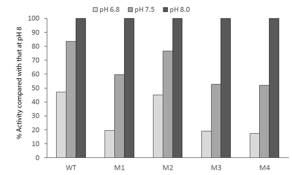 Supplementary Figure-8. Relative 4-nitrophenyl acetate esterase activity of WT and M1 - M4.