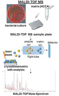 Identification of microorganisms Matrix-assisted laser desorption/ionization time-of-light (MALDI TOF MS): bacterial identification in the semen samples Fresh overnight cultures: preparation of