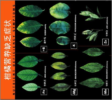 Diagnosing deficiency Symptoms Part of plant affected Chlorosis, Necrosis Pattern, I.e. interveinal Vs.
