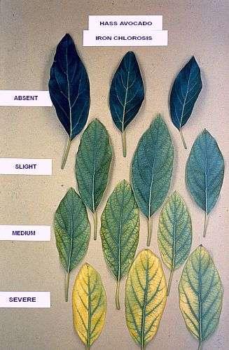 New Quick Growers Guide Iron If interveinal yellowing of leaf, most commonly is iron deficiency, caused by