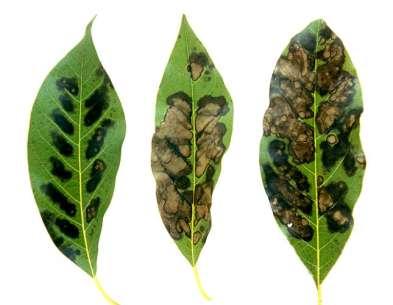 New Growers Quick Guide Potassium Leaf tip and marginal burn, starting on mature leaves, small brownish spots