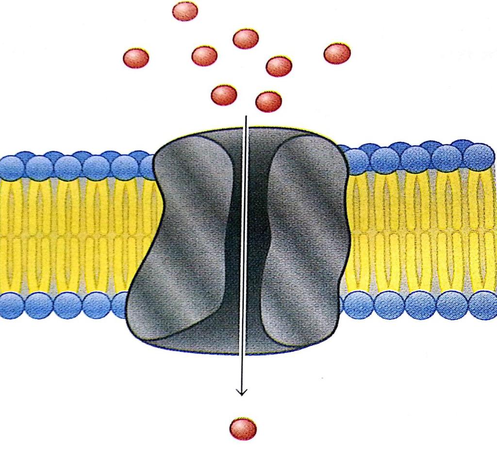 Membrane transport A.