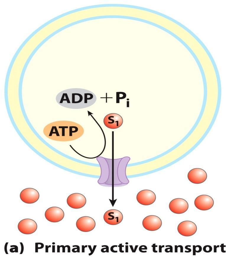 Membrane transport C. Active transport: active transport, required energy to move solute against a concentration gradient and/or a charge difference or the membrane potential.