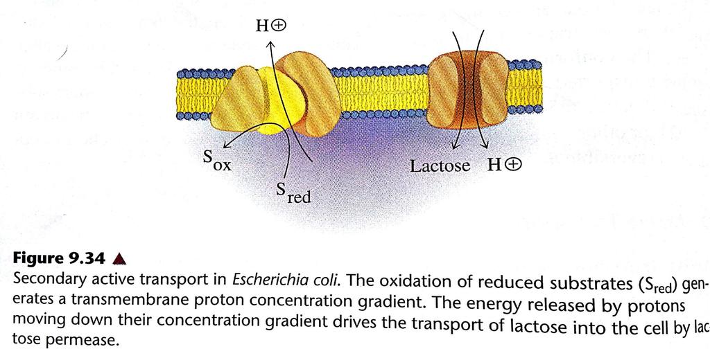 Membrane transport C. Active transport: *Secondary active transport is driven by an ion concentration gradient.