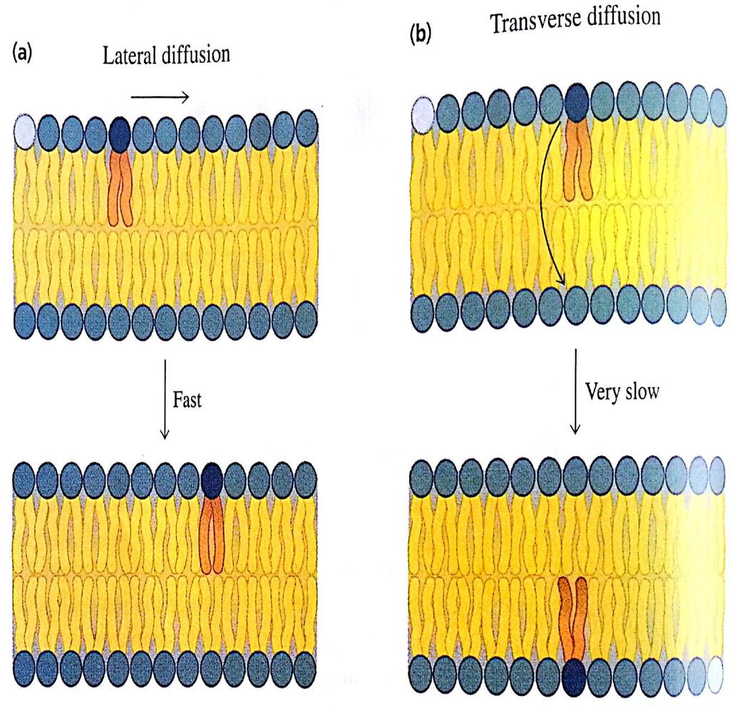 Lipid bilayers and membranes are dynamic structures Both proteins and lipids are free to move laterally in the plane of the bilayer (lateral