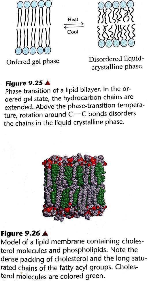 Lipid bilayers and