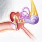 The outer ear consists of the ear canal. The middle ear includes the tympanic membrane, or eardrum. The middle ear also includes the three ear bones: the hammer, anvil, and stirrup.
