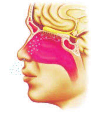 Brain Figure 6 Olfactory cells line the nasal cavity. These cells are sensory receptors that react to chemicals in the air and that allow you to smell.