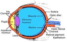 Most of the eye is enclosed in a bony orbit A cushion of fat surrounds most of the eye The