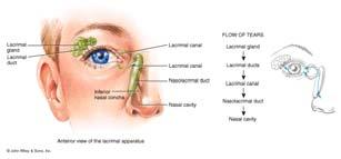 Lacrimal gland Lacrimal sac Nasolacrimal duct Lacrimal Apparatus Function: Produce tears Saline solution to wash eyeball Extrinsic Muscles 3 pairs of