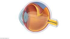 (oculomotor) Superior rectus Elevates eye and turns it medially III (oculomotor) Inferior rectus Depresses eye and turns it medially III (oculomotor)