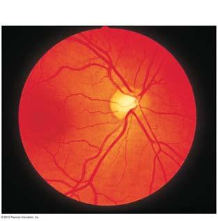 Neurons of the retina and vision Rods Most are found toward the edges of the retina
