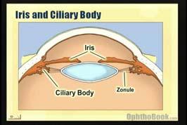 light rays pass thru Suspensory ligaments support lens and attach to ciliary body