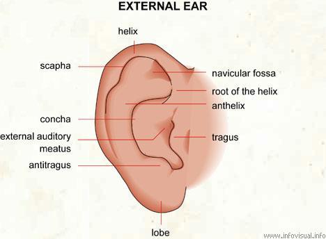 at the tympanic membrane Ear drum Thin,