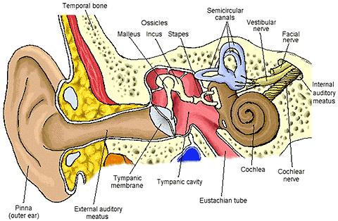 Inner Ear Labyrinth of dense bones 3 subdivisions: Vestibule Saccule Utricle