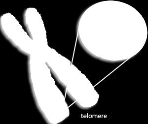 And Telomeres cap the ends of chromosomes when they go you get DNA damage Telomere length in blood cells of people with TP53 mutations is shorter than that of non-tp53 individuals For people with LFS