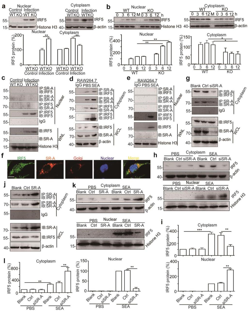 Supplementary Figure 8, Related to Figure 6: SR-A interacts with IRF5 in cytoplasm and inhibits IRF5 nuclear transfer (a) Immunoblot analysis of IRF5 protein in nuclear and cytoplasmic fractions of