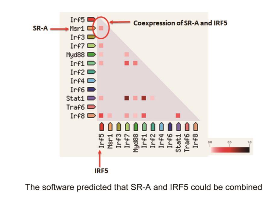 Supplementary Figure 9, Related to Figure 6: prediction of the interaction between SR-A and IRF5
