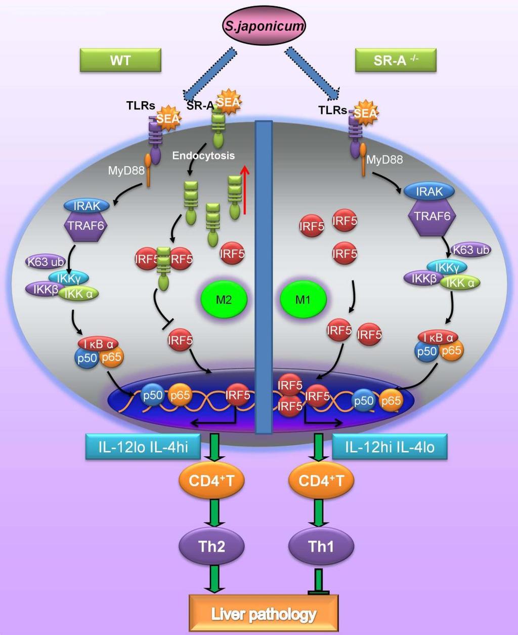 Supplementary Figure 11: Diagram of SR-A regulates of adaptive T helper cell responses The current study suggests the possible roles of SR-A in regulating IRF5 nuclear translocation.