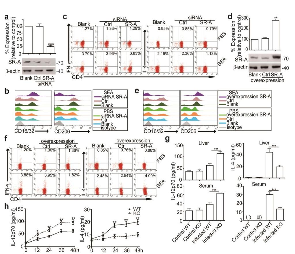 Supplementary Figure 5, Related to Figure 4: SR-A suppressed Th1 but induced Th2 differentiation through regulation of macrophage but not DC responses (a) sirna targeting SR-A (si-sr-a)-mediated