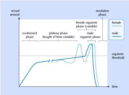 PHYSIOLOGY OF SEXUAL INTERCOURSE: Stages of sexual intercourse Excitement phase - initial rapid rise in the level of sexual arousal. Plateau phase - sexual arousal is maintained at a high level.