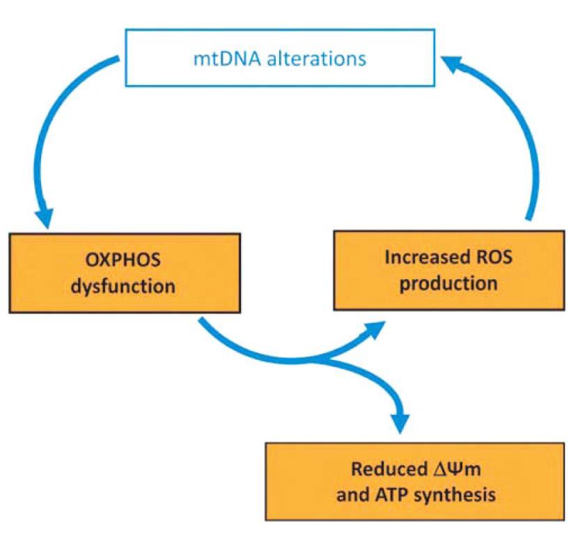 Mitochondrial DNA depletion syndromes (MDSs) MDSs form a group of autosomal, mainly recessive disorders characterized by decreased mtdna copy numbers in affected tissues; Three main clinical