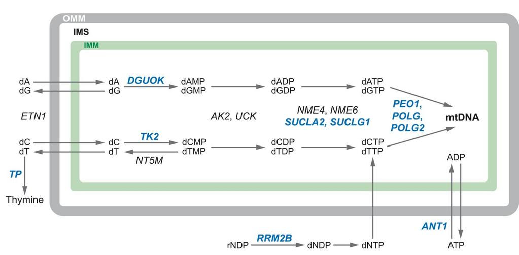Nucleotide metabolism for mtdna synthesis and replication Genes in bold have been associated with diseases characterized by multiple mdna