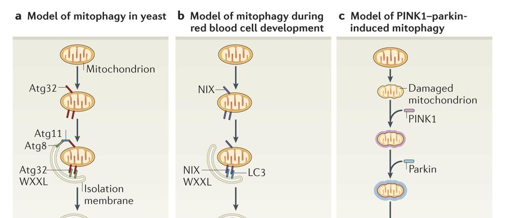 Different variants of mitophagy Mitophagy requires specific labelling of mitochondria and their recruiment into isolation