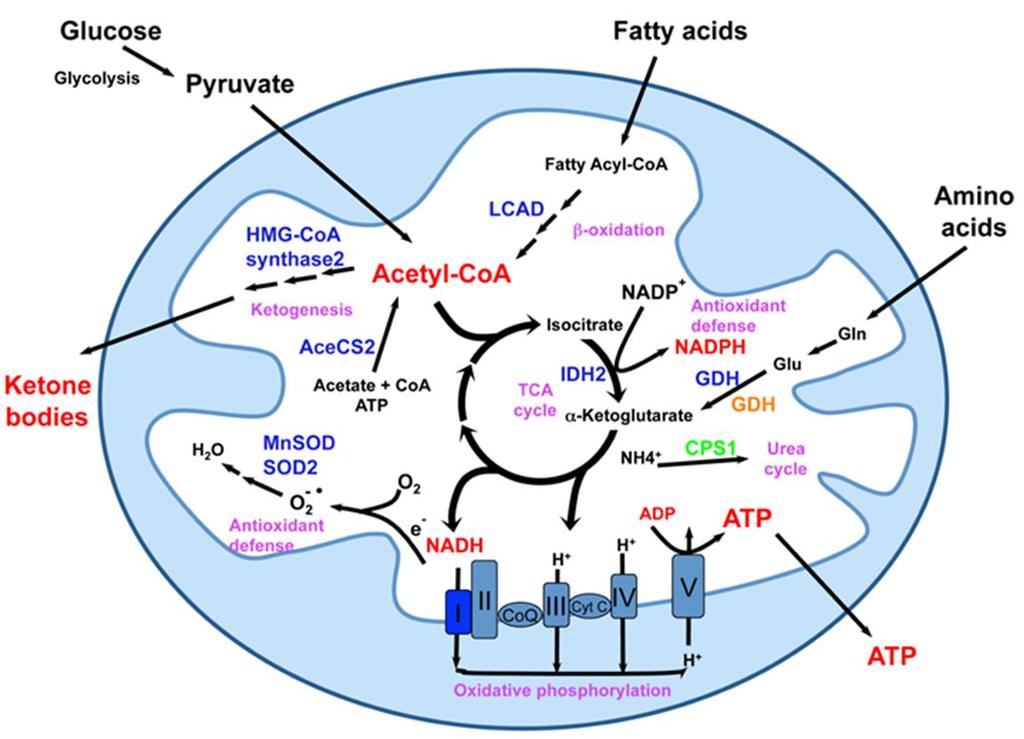 Role of mitochondria in the cell The main function is an energy fixation in the form of ATP (OXPHOS); Pyruvate decarboxylation and citric acid cycle; Oxidation of long-chain fatty acids; Synthesis of