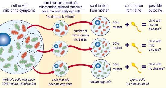 Bottleneck effect Mother is heteroplasmic for an mtdna mutation she passes on small amounts of mutated and normal mtdna (bottleneck effect) randomly to egg cells; Due to low amount of transferred Mt