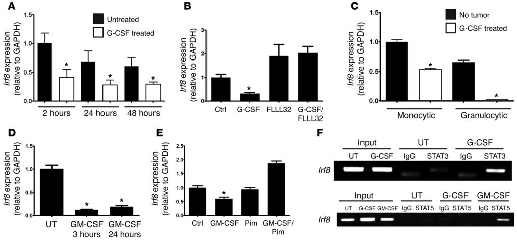 Figure 9 MDSC-associated myelopoietic growth factors inhibit Irf8 expression through STAT-dependent mechanisms.