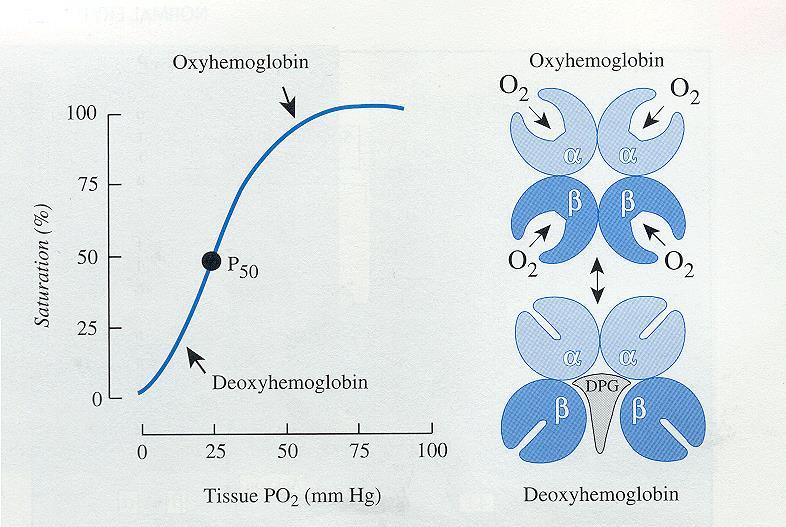 Hemoglobin-oxygen