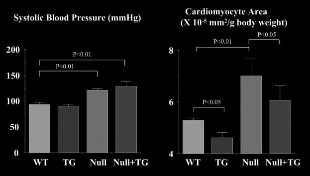 Figure 1 Systolic blood pressure (A) and cardiomyocyte area (B) of wild type (WT), cardiomyocyte-specific overexpression of GC-A (TG), GC-A null mice (Null), and cardiomyocyte-selective expression of