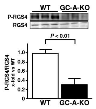Figure 3 Detection of phosphorylated RGS4 and total RGS4 in hearts from wild type (WT) and GC-A deficient mice. Top: Images of western blots. Bottom: RGS4 phosphorylation ratio relative to WT.
