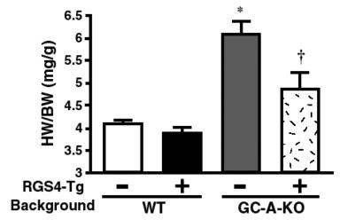 4 GC-A calcineurin GC-A Figure 4 Transgenic RGS4 overproduction in cardiac myocytes (RGS4-Tg) significantly decreased heart-to-body weight ratio (HW/BW) in GC-A null (GC-A-KO) background but not in