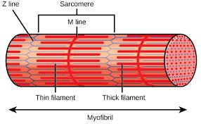 Myofilaments Actin (thin filament) Myosin (thick filament) Responsible for band like