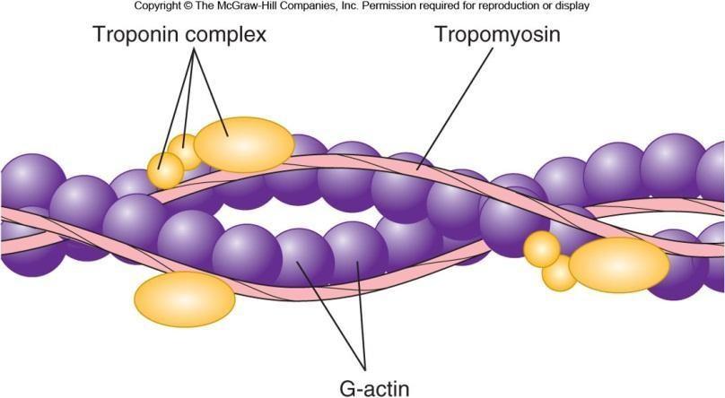 Thin actin filaments Composed of 3 major proteins: - F (fibrous) actin - Tropomyosin - Troponin Two strands of F actin make a double helix F actin consists of G (globular) actin