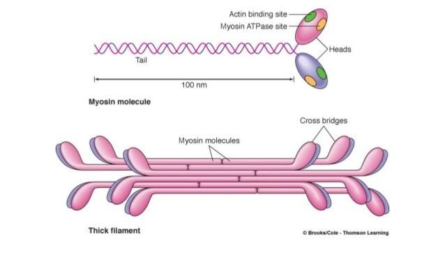 Thick myosin filaments Consist of myosin protein Has a golf club shape Two heavy