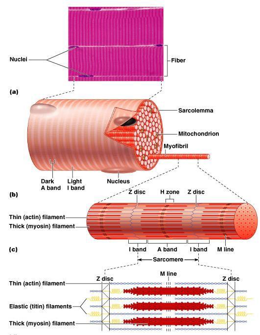 Skeletal muscle fiber structure