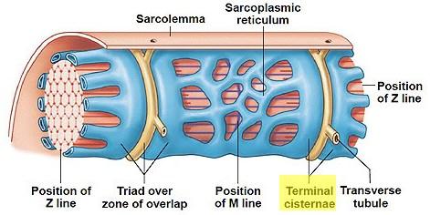 Sarcoplasmic reticulum Network of tubules and cylinders surrounding