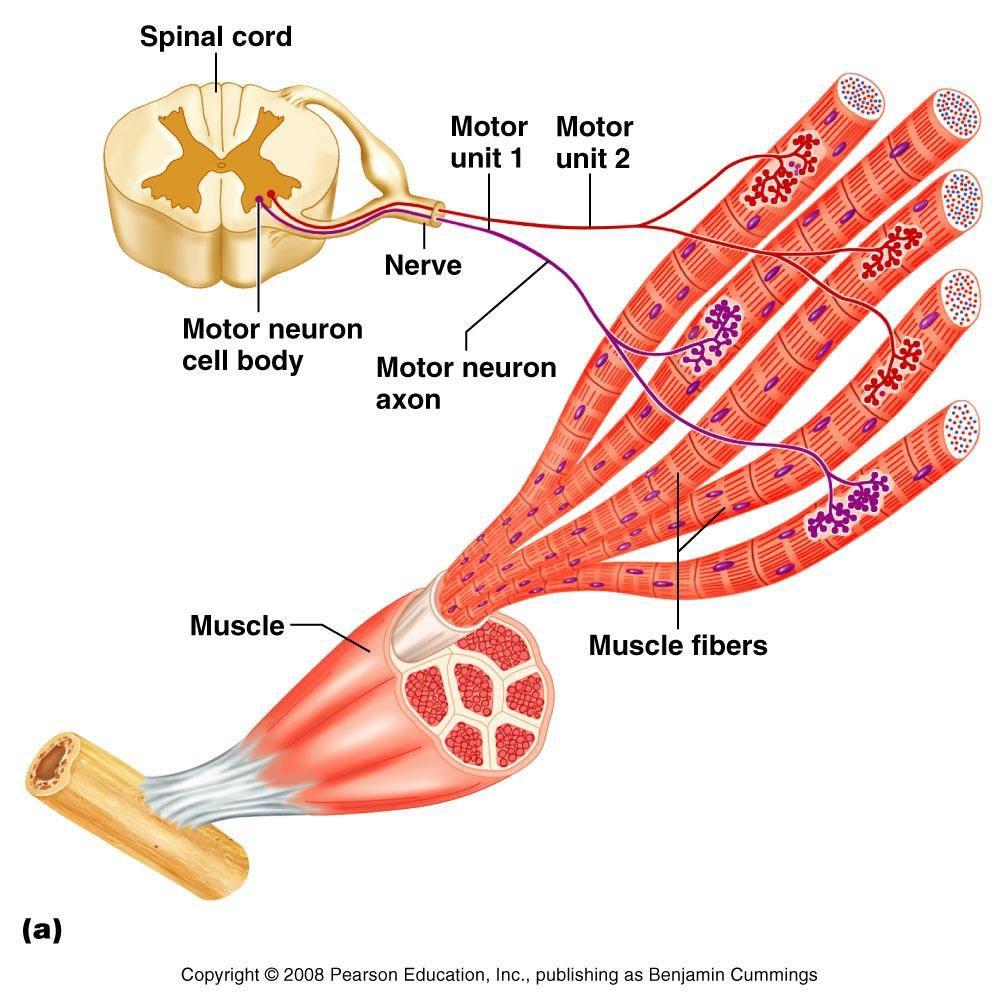Motor unit = efferent (motor) neuron + all muscle fibers innervated by it The more precise
