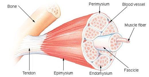 Structure of skeletal muscle Unit of SM muscle cell (fiber)